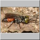 Tachysphex obscuripennis - Grabwespe m04 8mm Sandgrube Niedringhaussee.jpg